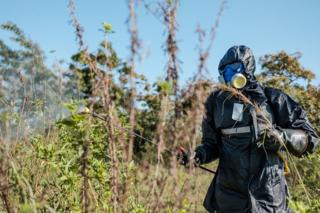 A soldier sprays plants with insecticides