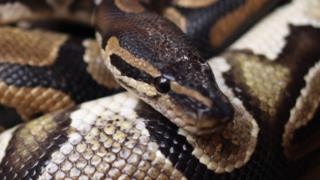 Python