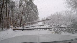 A fallen tree blocks the road in South Carolina