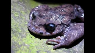 Жаба Leptobrachium boringii (чесночница усатая)