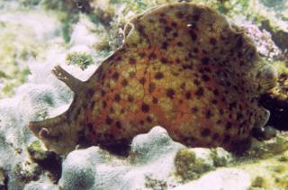 เซลล์ประสาทของมนุษย์และหอยทากทะเล Aplysia californica มีกลไกการทำงานที่คล้ายคลึงกันในหลายด้าน