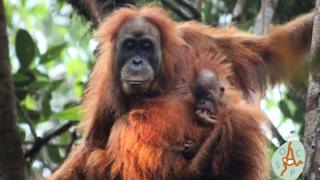 Pongo tapanuliensis