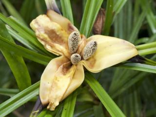 A flower from a species of forest climbers