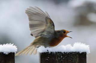 Robin bird