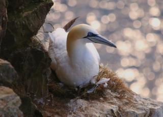 Gannet at Troup Head