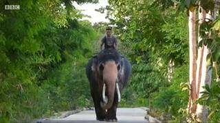 এই হাতিটি উপহার পাবেন রাজা