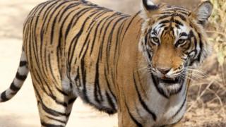A tiger in a sandy area