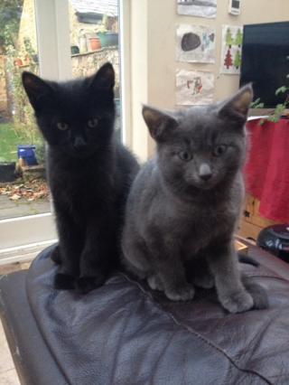 A black cat and a grey cat