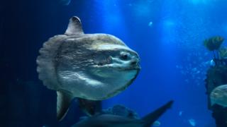 Giant Sunfish Washes Up On Beach In South Australia - BBC News