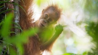 Pongo tapanuliensis
