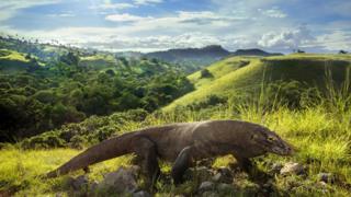 Komodo dragons