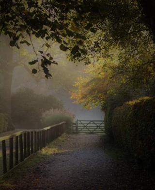 Foggy woodland path