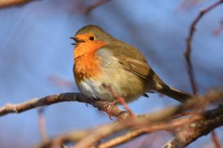 robin