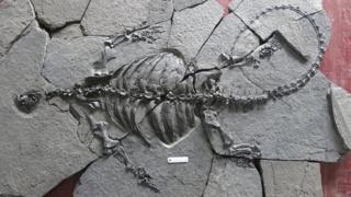 The Triassic turtle fossil found in China