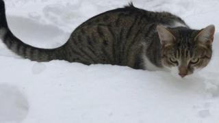 Taiyou the cat