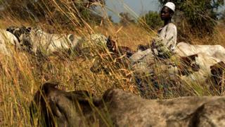 Cattle herdsman