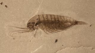 A Leanchoiliid - a type of arthropod - with its appendages intact