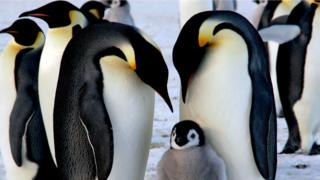 pingüinos