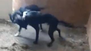 Dogs fighting