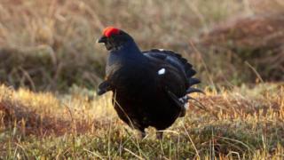 Black Grouse