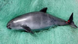 Vaquita atrapada en una red usada para pecar totoabas