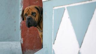 Ein Hund späht aus einer Tür in Bo-Kaap, Kapstadt, Südafrika - Dienstag, 7. April 2020