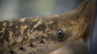 Lamprey