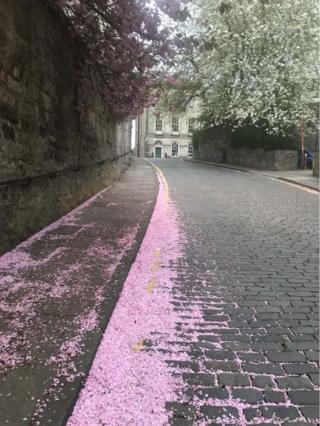 Street and blossom