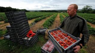 Strawberry pickers in Northumberland