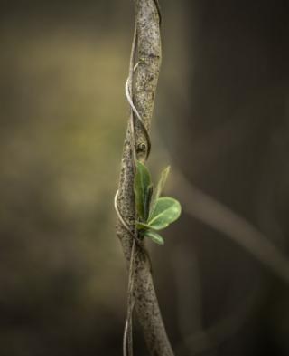 A leaf on a branch