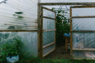 The entrance to the polytunnel with plants bearing fruit inside