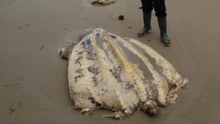 A photo of the turtle's remains