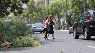Bakıda güclü külək əsəndə ağaclar niyə qırılır?