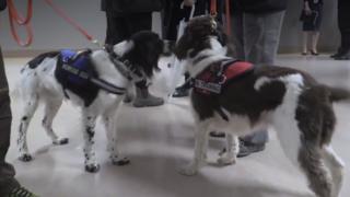 Springer spaniels ingleses