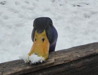 Duck with snow on its beak