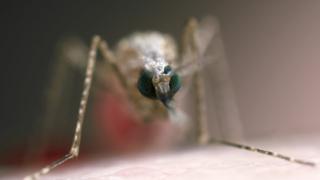 A mosquito feeding on a human volunteer