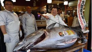 Le thon vendu à un prix record provient des eaux du nord du Japon.