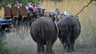 Two rhinos spotted on safari in South Africa.