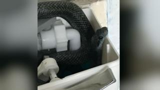 Snake in toilet