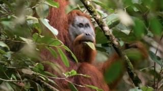 The Tapanuli orangutan is the seventh non-human great ape species