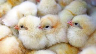 Chicks - file pic