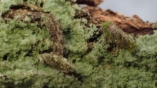 camouflage moth caterpillar