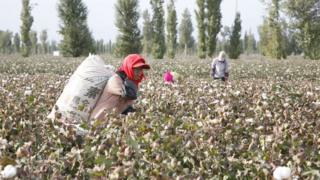 a cotton field in Xinjiang in 2010