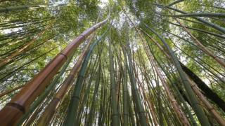 bamboo tree