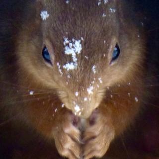 Squirrel at the window