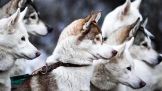 Sled dogs