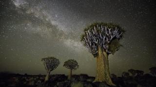 Árvore fotografada por Beth Moon
