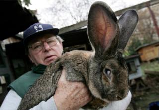 A giant rabbit - not Simon