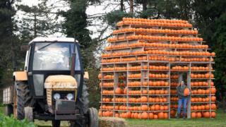 Pumpkin house