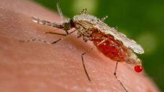 Malaria day
